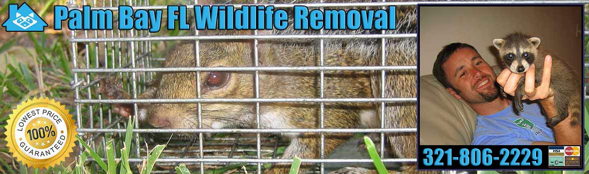 Palm Bay Wildlife and Animal Removal